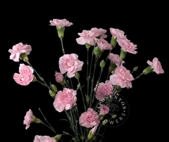 Dianthus Spray Academy 65cm