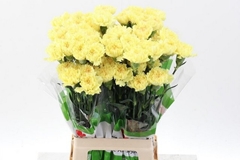 Dianthus Single Hermes 65cm
