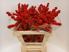 Ilex Verticillata 60cm
