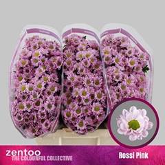 Chrysanth Santini Rossi Pink 55cm 44gr.