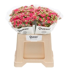 Kalanchoe Sensual Pink Meadow 40cm