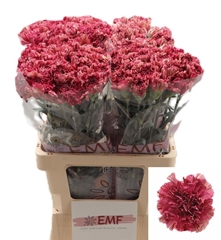 Dianthus Single Viper Wine 65cm