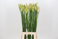 Nerine Bicolor Bionce 80cm