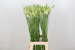 Nerine Like A Virgin 80cm