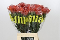 Leucospermum Scarlet Ribbon 70cm