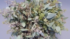 Eucalyptus Populus Per Bunch 60cm 200gr.