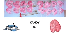 Anthurium Candy 11cm Hd