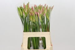 Nerine Vesta K 60cm