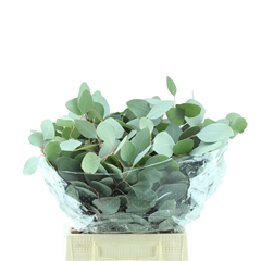 Eucalyptus Populus Per Bunch 50cm 150gr.