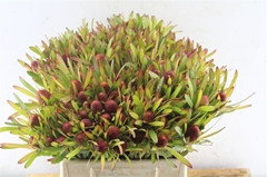 Leucadendron Ayoba Cherry Pearl 40cm Spray