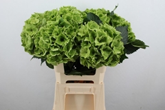 Hydrangea Emerald Classic 60cm 16-18cm Hd