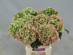 Hydrangea Lolly Pop Classic 60cm 13-15cm Hd