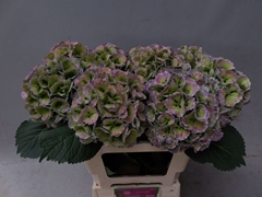 Hydrangea Lolly Pop Classic 60cm 16-18cm Hd