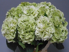 Hydrangea Schneeball Classic 60cm 18-20cm Hd