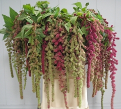 Amaranthus Caudatus Mira 90cm