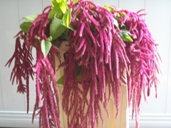 Amaranthus Caudatus Love Lies Bleeding 85cm