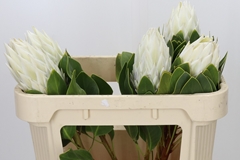 Protea Cynaroides Ayoba Arctic Ice 70cm