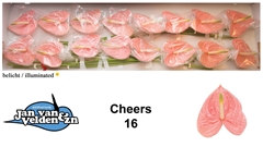 Anthurium Cheers 11cm Hd