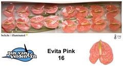 Anthurium Evita Pink 11cm Hd