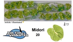 Anthurium Midori 9cm Hd