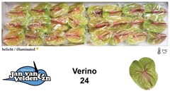 Anthurium Verino 11cm Hd