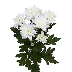Chrysanth Spray Pina Colada 70cm 95gr.