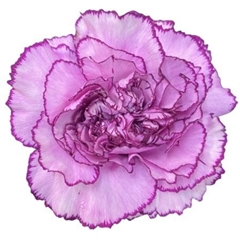 Dianthus Single Royal Damascus 70cm
