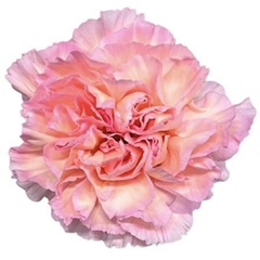 Dianthus Single Sorbet 65cm