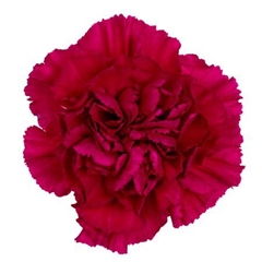 Dianthus Single Golem 70cm