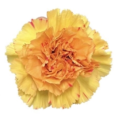 Dianthus Single Happy Haru 70cm