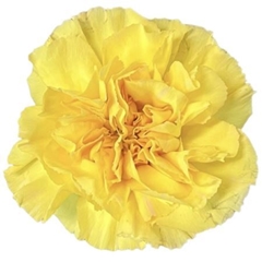 Dianthus Single Golden Gate 70cm