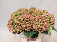 Hydrangea Royal Palace Classic 60cm 18-20cm Hd