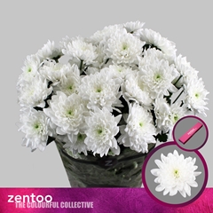 Chrysanth Spray Pina Colada 70cm 115gr.