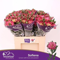 Alstroemeria Fashionista Sofiena 60cm 40gr.