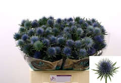 Eryngium Magnetar 60cm
