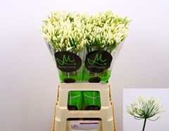 Agapanthus Gletsjer 70cm