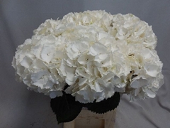 Hydrangea Schneeball 60cm 18-20cm Hd