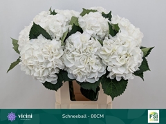 Hydrangea Schneeball 80cm 19-21cm Hd