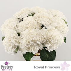 Hydrangea Royal Princess 65cm 18-20cm Hd