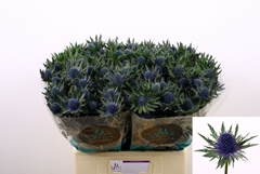 Eryngium Aquarius Questar 60cm