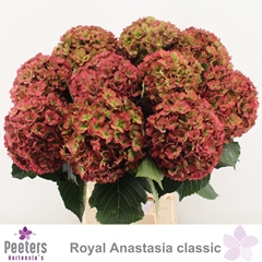 Hydrangea Royal Anastasia Classic 65cm 16-18cm Hd