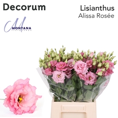 Eustoma Double Alissa Rose Pink 45cm