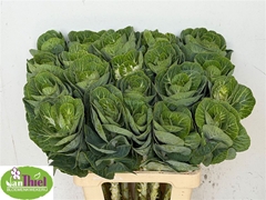 Brassica White Crane 65cm