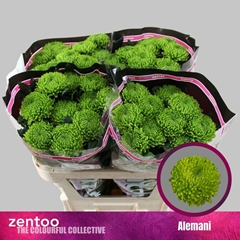 Chrysanth Single Alemani 70cm 100gr.