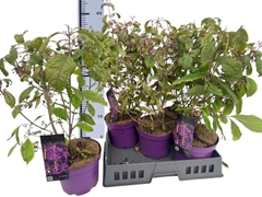 Callicarpa Bodinieri Profusion 19Ø 60cm