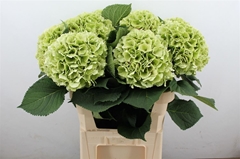 Hydrangea Verena Classic 80cm 20-22cm Hd