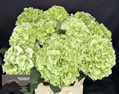 Hydrangea White Verena Classic 65cm 19-21cm Hd