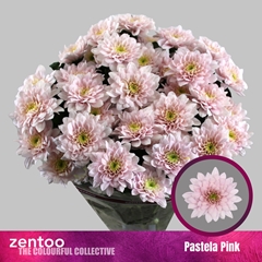 Chrysanth Spray Pastela Pink 70cm 80gr.