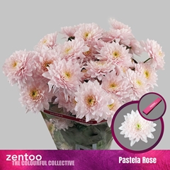 Chrysanth Spray Pastela Rose 70cm 85gr.