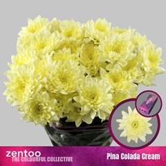 Chrysanth Spray Pina Colada Cream 70cm 115gr.